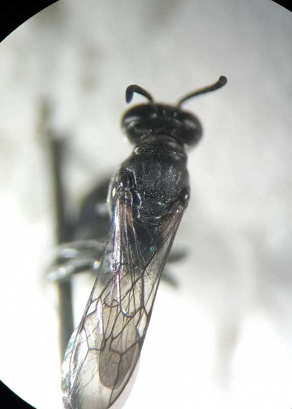Trypoxylon minus