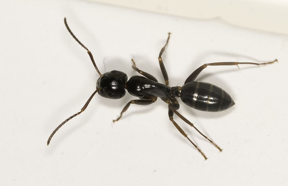 Camponotus fallax - ligeti lóhangya