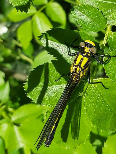 Gomphus vulgatissimus - feketelábú folyami-szitakötő