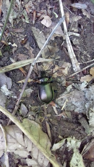 Calosoma inquisitor - kis bábrabló