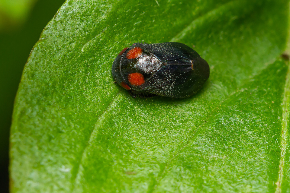 Penthimia nigra - fekete kabóca Penthimia nigra - fekete kabóca