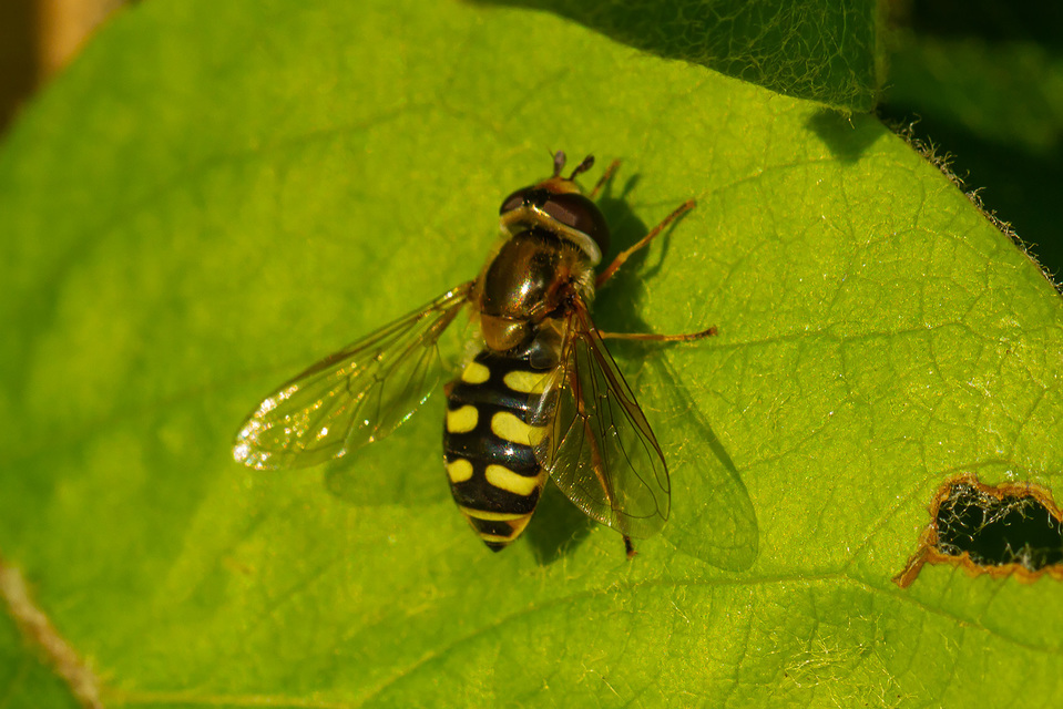 Eupeodes