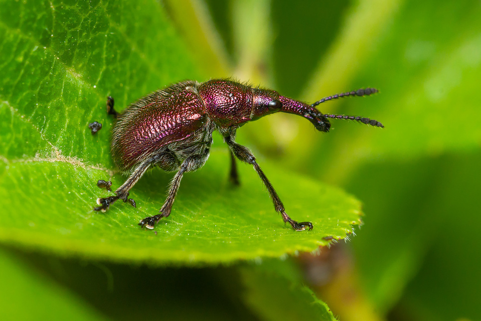 Rhynchites auratus - aranyos eszelény