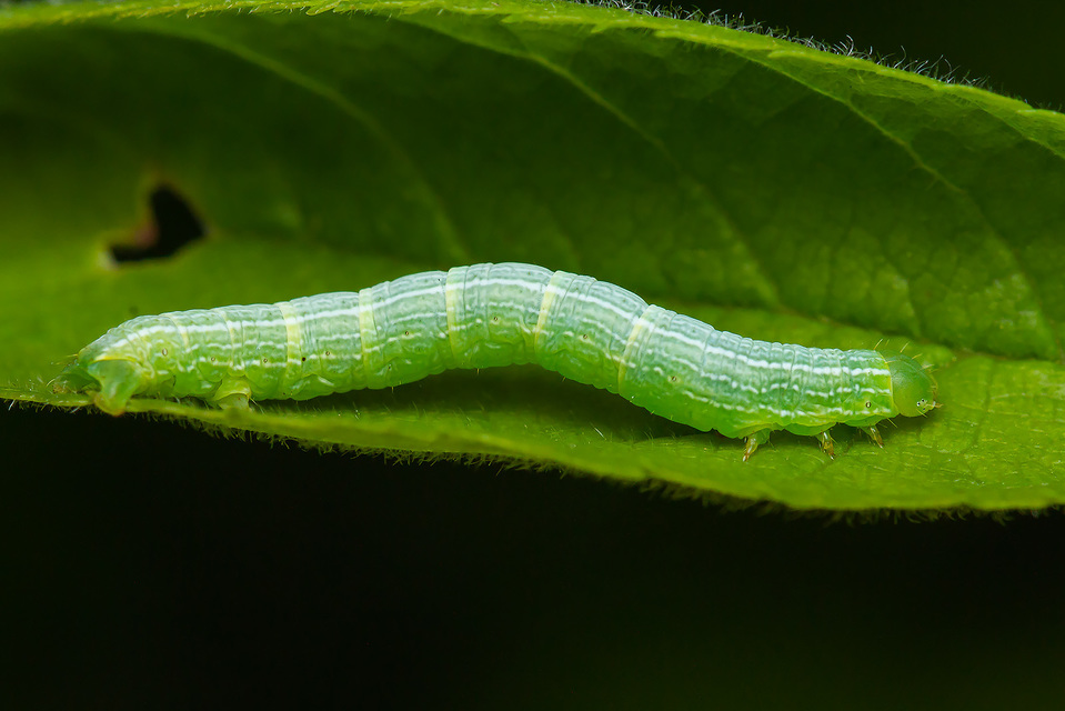 Theria rupicapraria - tavaszi kökényaraszoló