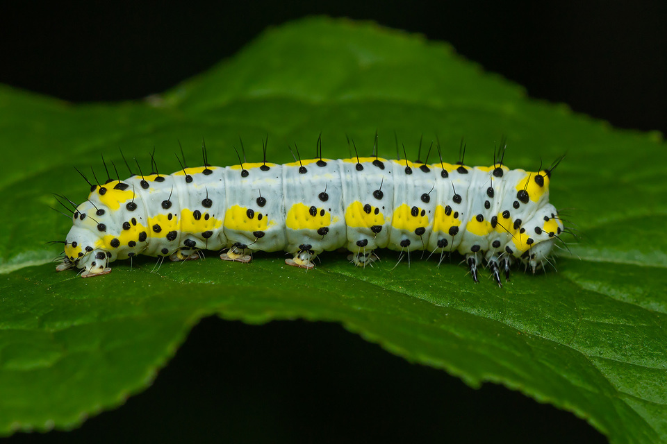 Diloba caeruleocephala - őszi kékesbagoly