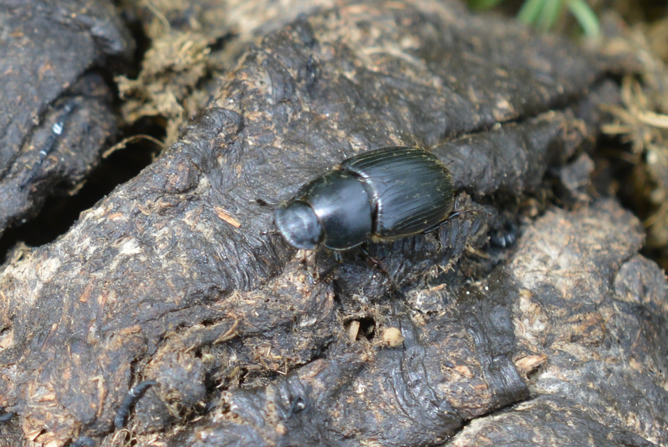 Aphodius luridus - tarka trágyabogár