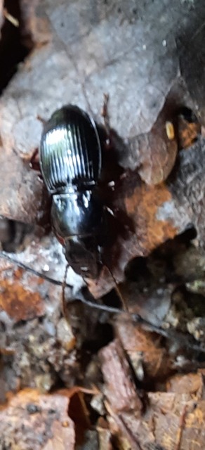 Molops piceus - közönséges zömökfutó Molops piceus - közönséges zömökfutó