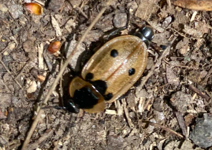 Dendroxena quadrimaculata - négypettyes dögbogár