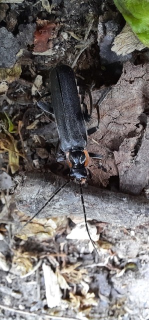 Cantharis paradoxa