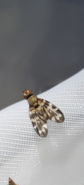 Otites centralis/guttata