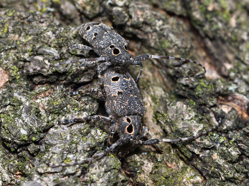Mesosa curculionoides - szemfoltos cincér