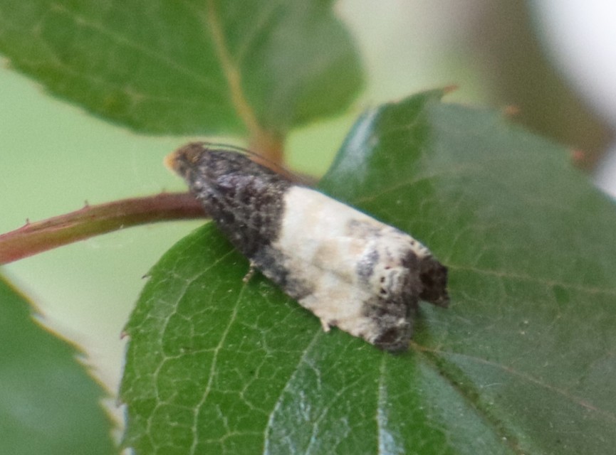 Notocelia cynosbatella - rózsahajtás-tükrösmoly