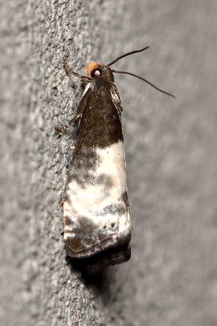 Notocelia cynosbatella - rózsahajtás-tükrösmoly