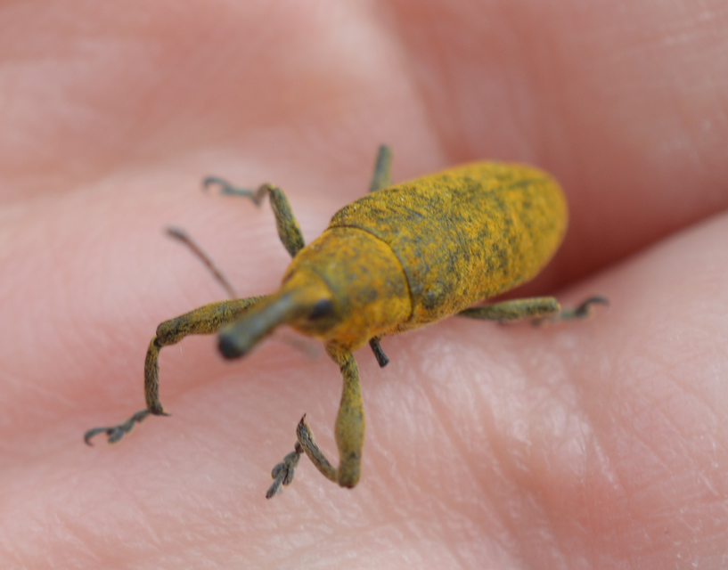 Lixus pulverulentus - mályvafúró dudvabarkó