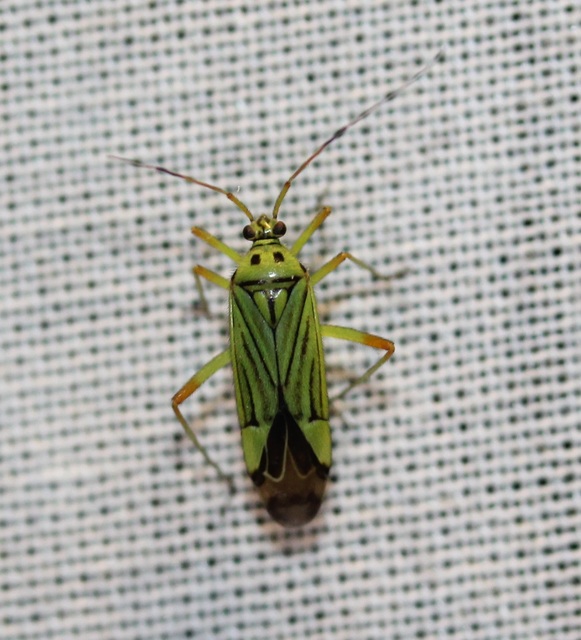 Mermitelocerus schmidtii