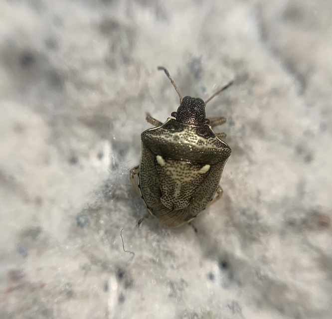 Eysarcoris aeneus - fémes feketefejű-poloska Eysarcoris aeneus - fémes feketefejű-poloska
