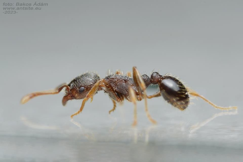 Tetramorium immigrans - gyakori gyepihangya