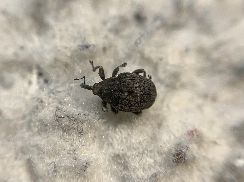 Stenocarus ruficornis - mákgyökérormányos