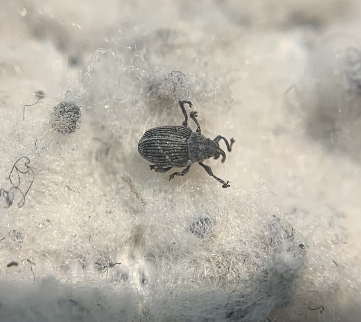 Ceutorhynchus pulvinatus - kis zsombor-ceutormányos