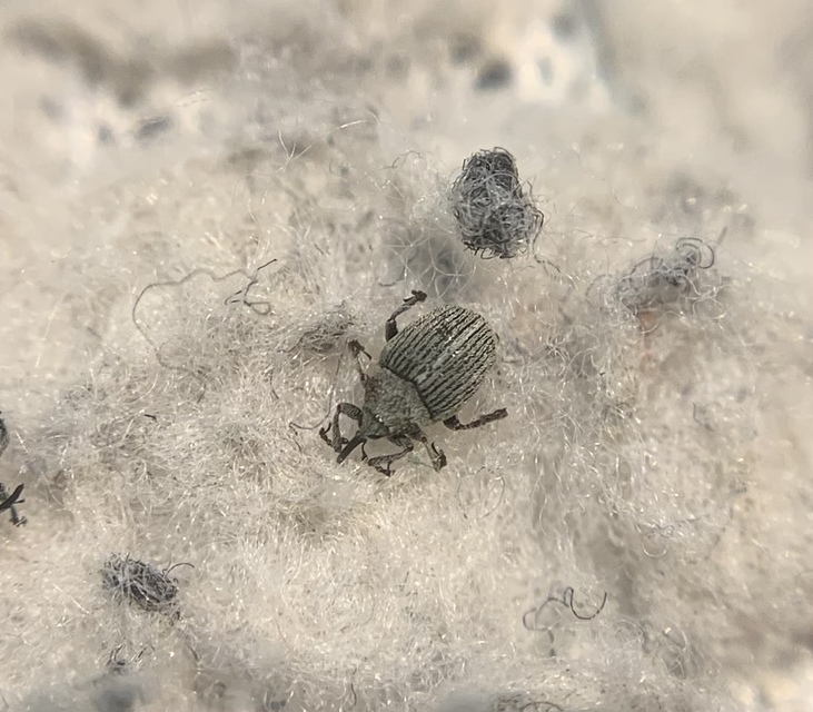 Ceutorhynchus pulvinatus - kis zsombor-ceutormányos