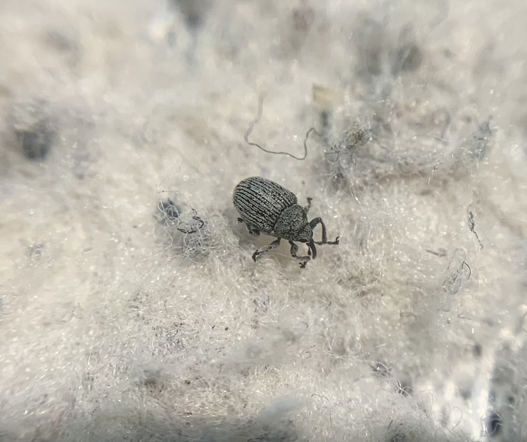 Ceutorhynchus pulvinatus - kis zsombor-ceutormányos
