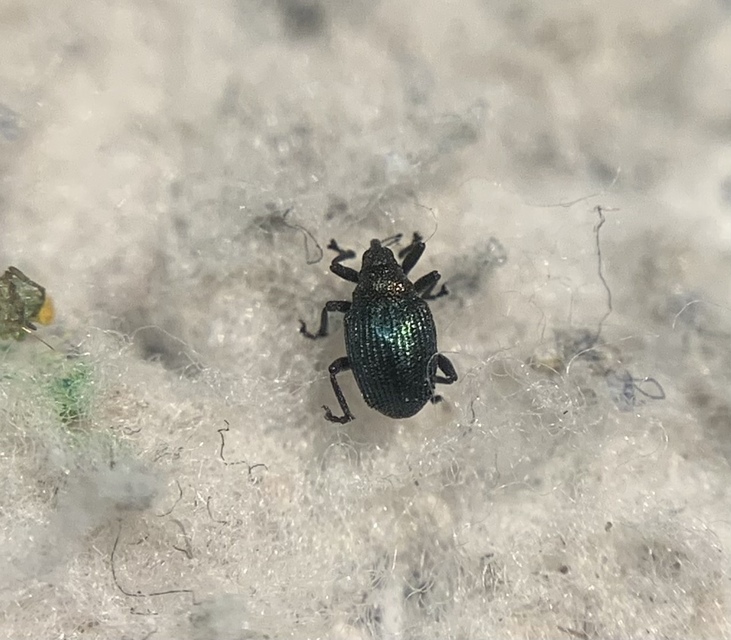 Ceutorhynchus erysimi - kis repcsény-ceutormányos