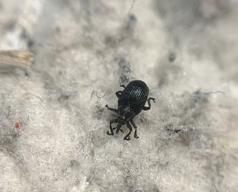 Ceutorhynchus varius - fekete ceutormányos