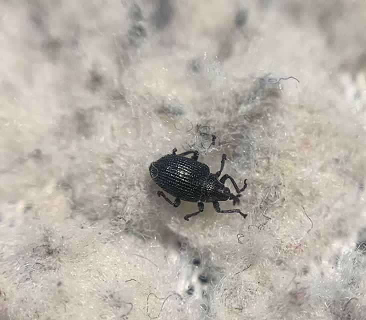 Ceutorhynchus varius - fekete ceutormányos