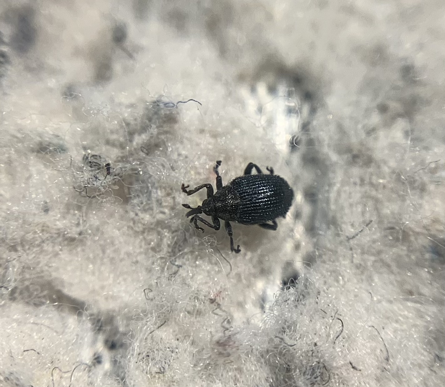 Ceutorhynchus varius - fekete ceutormányos