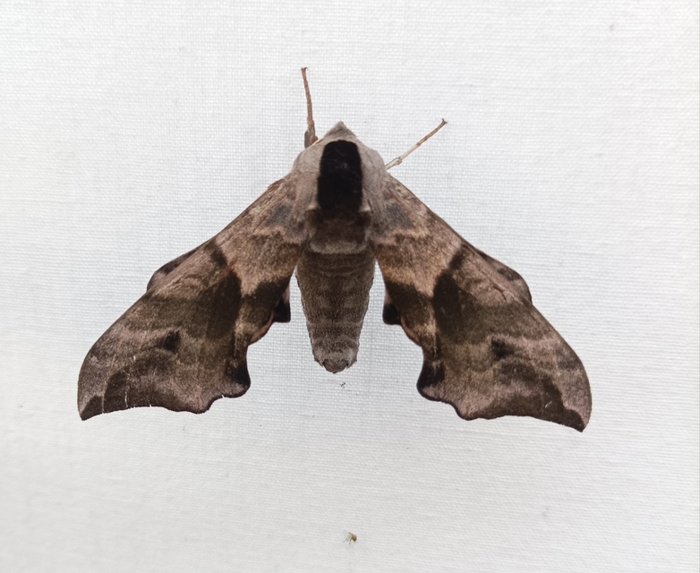 Smerinthus ocellatus - esti pávaszem