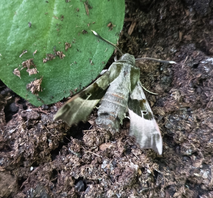 Proserpinus proserpina - törpeszender