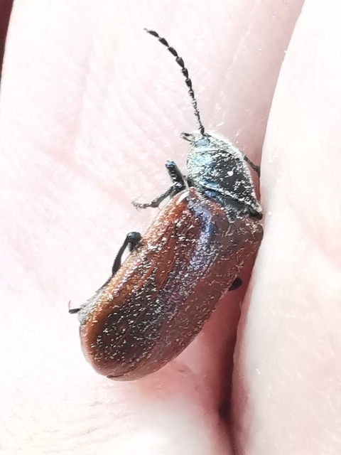 Omophlus proteus - közönséges pejbogár Omophlus proteus - közönséges pejbogár