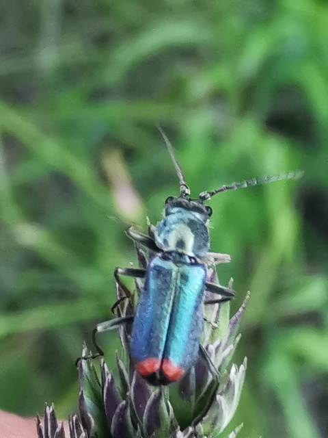 Clanoptilus