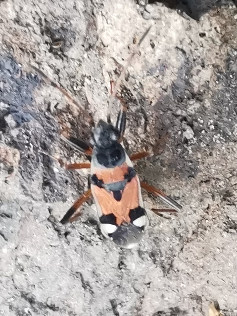 Beosus quadripunctatus - pettyes homokibodobács