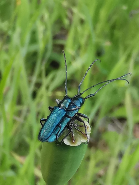 Agapanthia violacea - kék somkórócincér