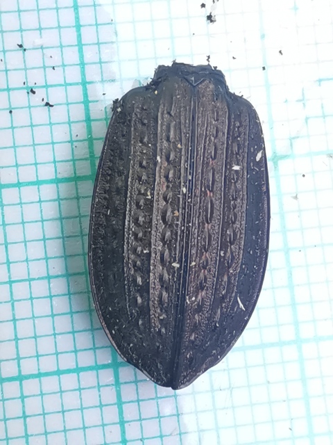 Carabus granulatus - mezei futrinka