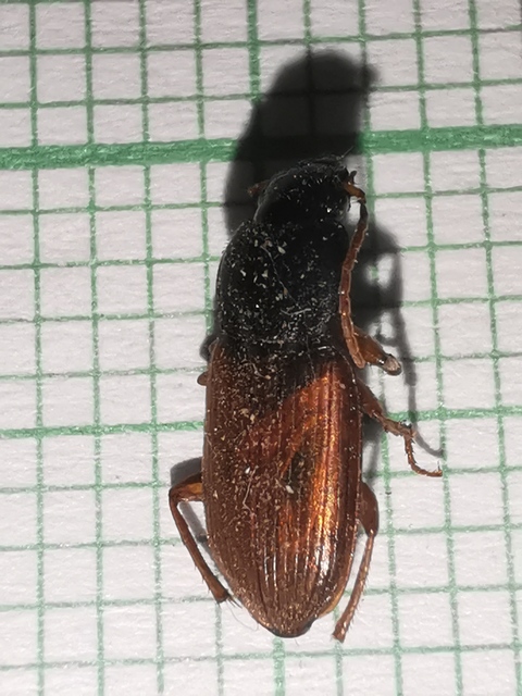 Parophonus mendax - kétszínű molyhosfutó