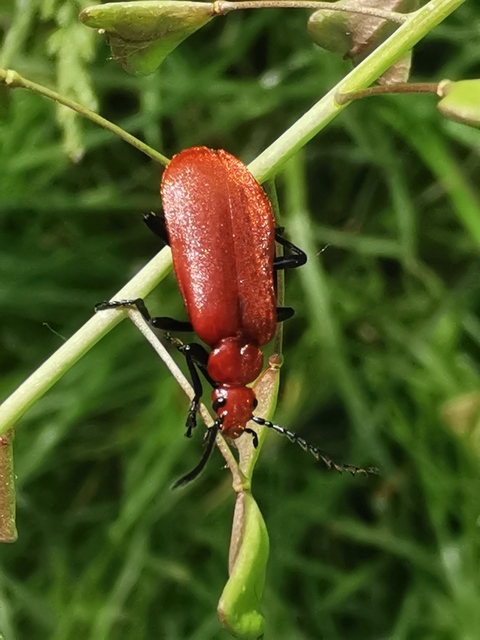 Pyrochroa serraticornis - közép-bíborbogár