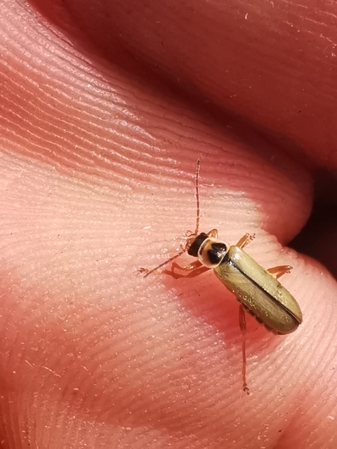 Metacantharis clypeata - tavaszi lágybogár