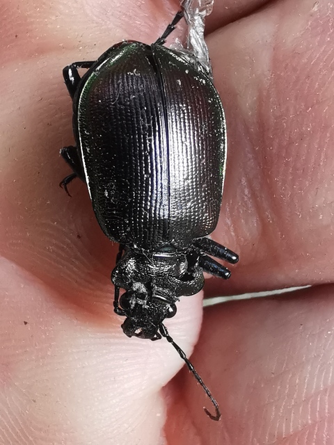 Calosoma inquisitor - kis bábrabló
