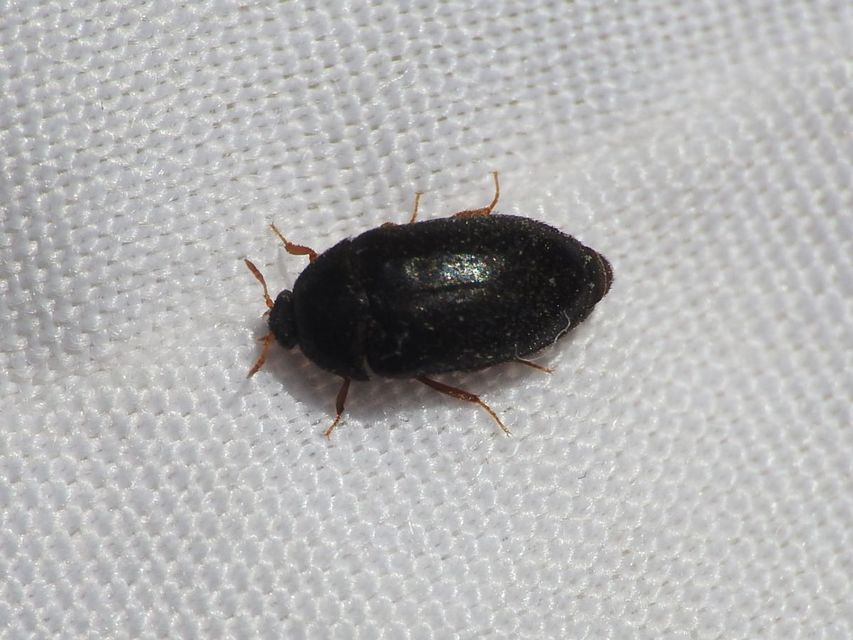 Attagenus brunneus - barna szűcsbogár