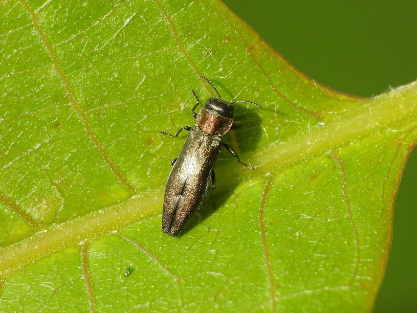 Agrilus auricollis - szil-karcsúdíszbogár