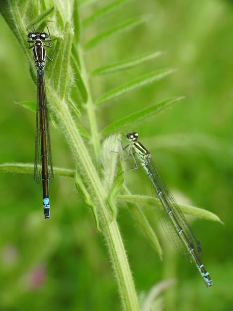 Coenagrion pulchellum - karcsú légivadász