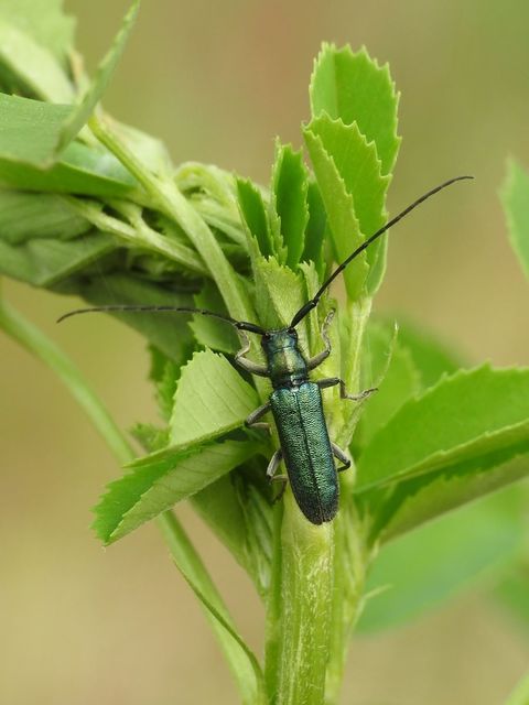 Agapanthia violacea - kék somkórócincér