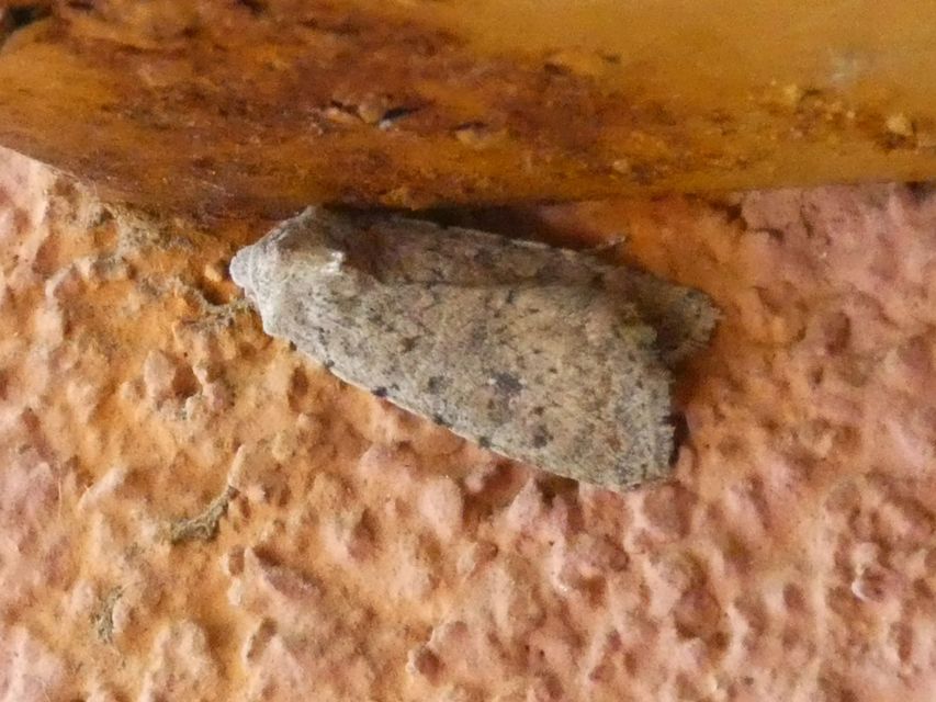 Paradrina clavipalpis - közönséges selymesbagoly