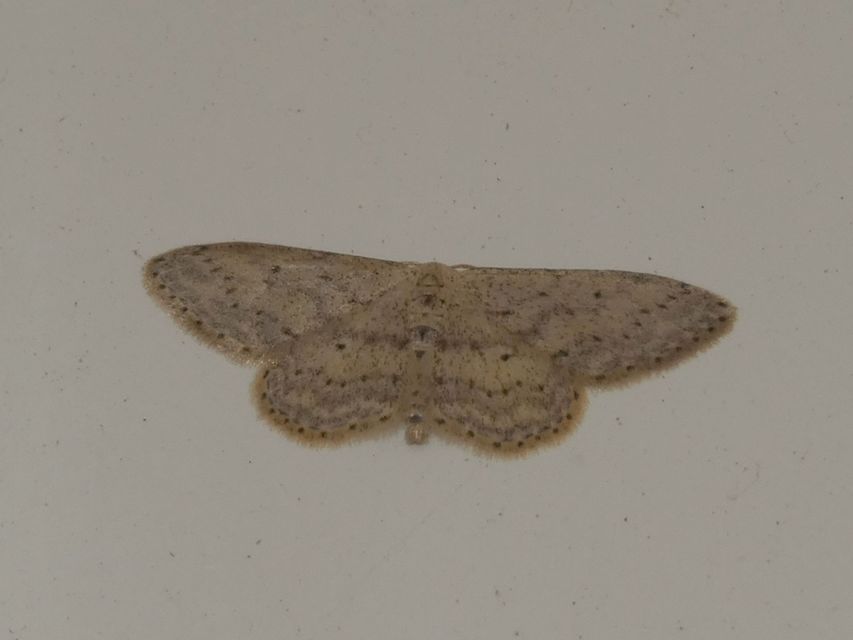 Idaea seriata - szürke apróaraszoló