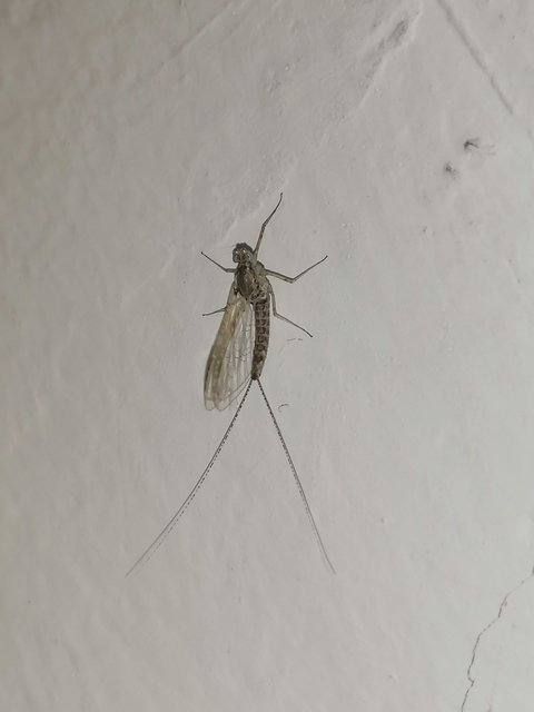 Cloeon dipterum - elevenszülő kérész