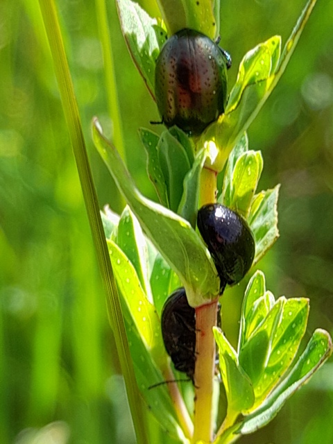 Chrysolina hyperici - zöld orbáncfűlevelész