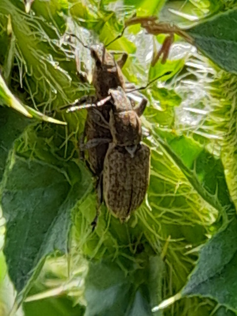 Tanymecus palliatus - közönséges hegyesfarúbarkó