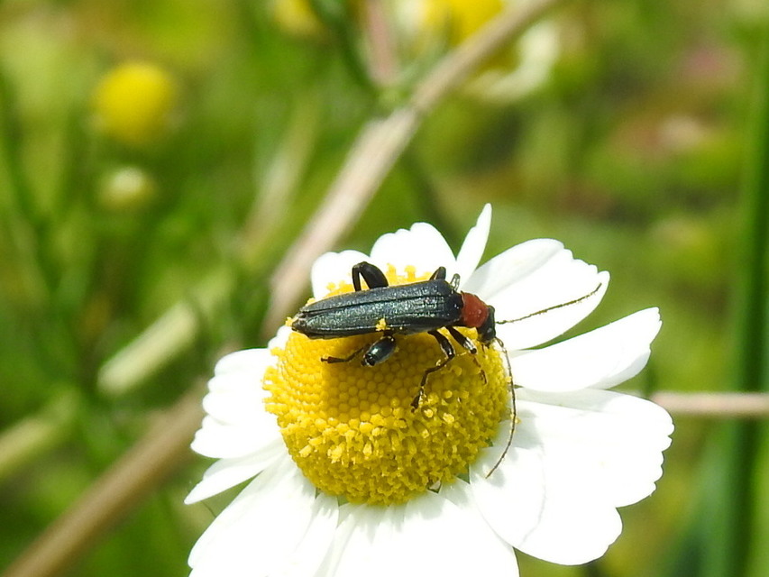 Oedemera croceicollis - pirostorú álcincér